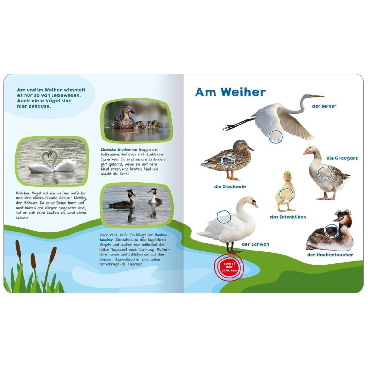 ars Edition Mein großes Buch der Vogelstimmen