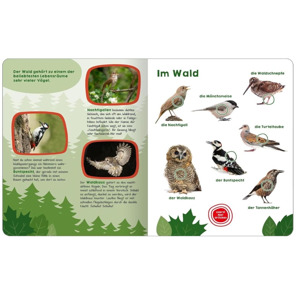 ars Edition Mein großes Buch der Vogelstimmen