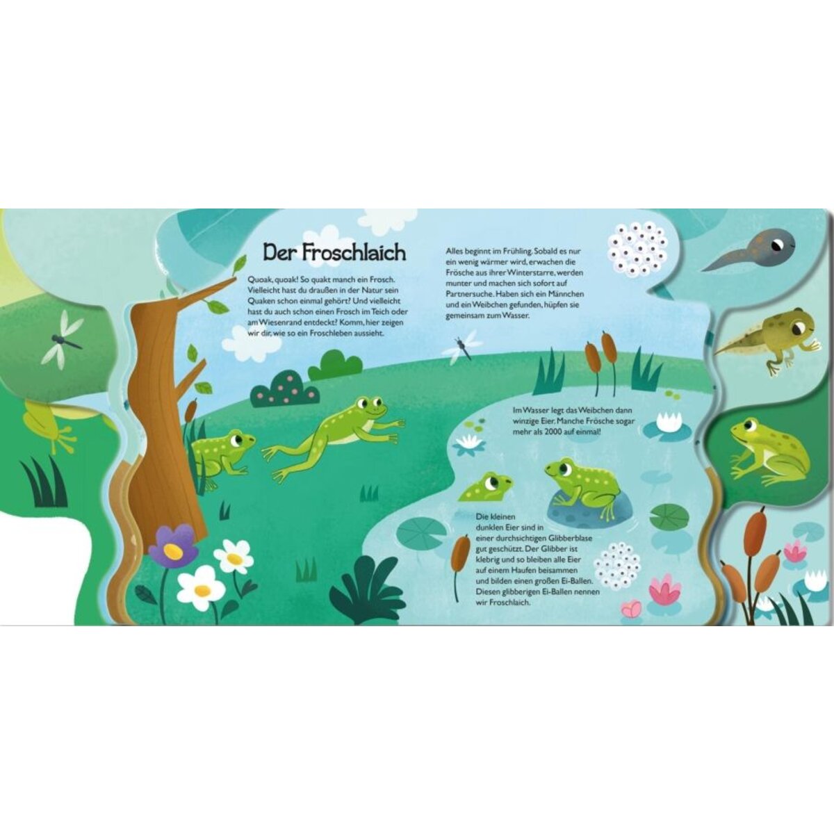 Carlsen Verlag Von Kaulquappe zu Frosch