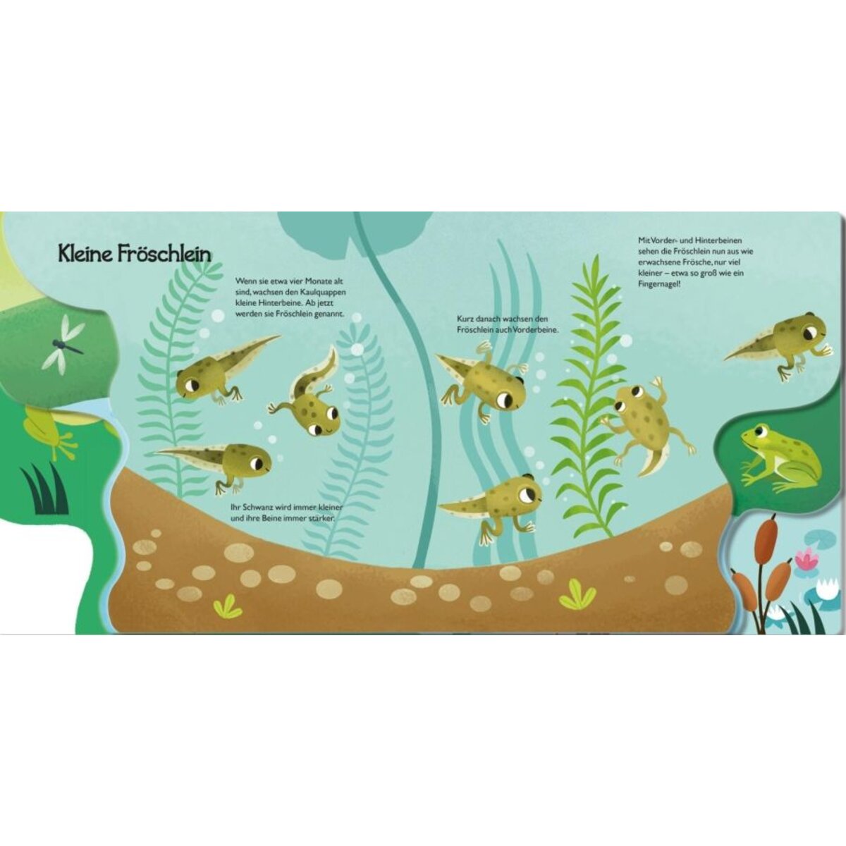 Carlsen Verlag Von Kaulquappe zu Frosch