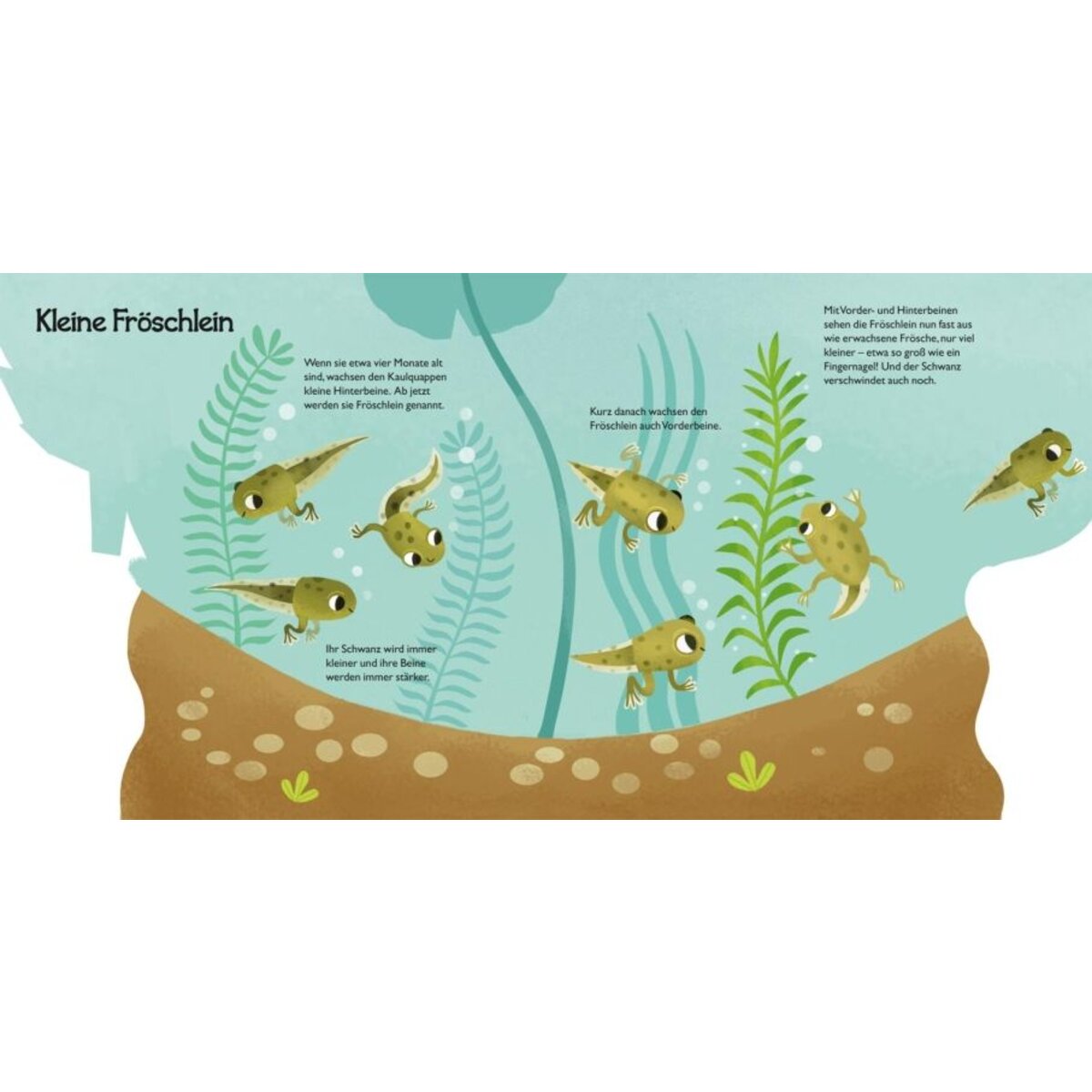 Carlsen Verlag Von Kaulquappe zu Frosch