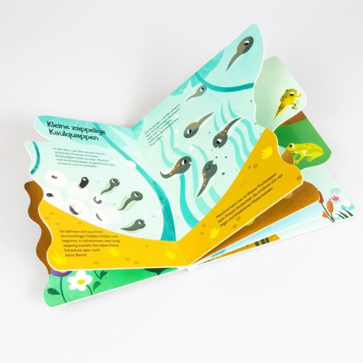 Carlsen Verlag Von Kaulquappe zu Frosch