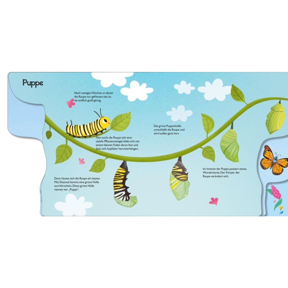 Carlsen Verlag Von Raupe zum Schmetterling