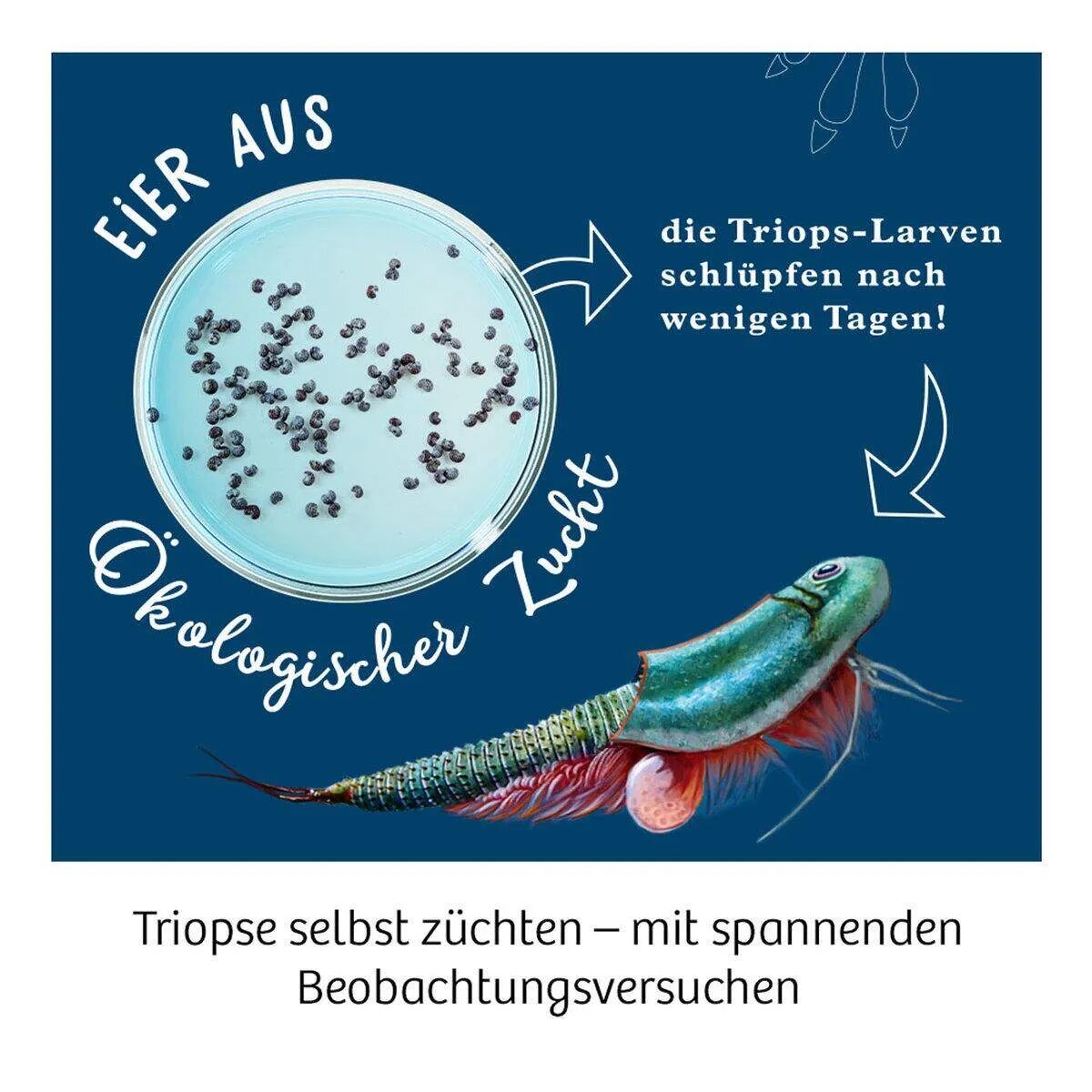 kosmos-triops-welt-leben-aus-A08EA3304.jpg