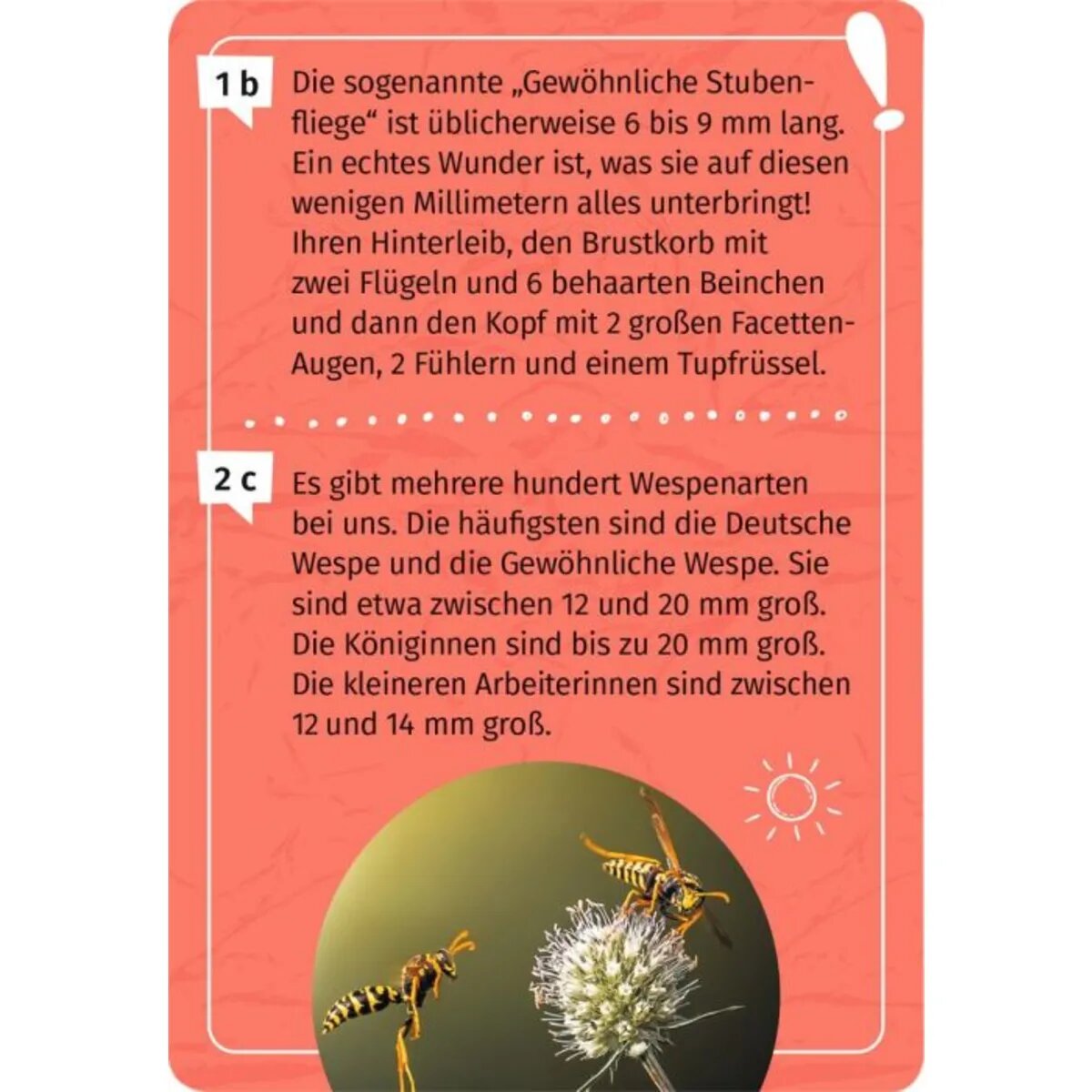 moses. Expedition Natur Mein Becherlupen-Forscherquiz