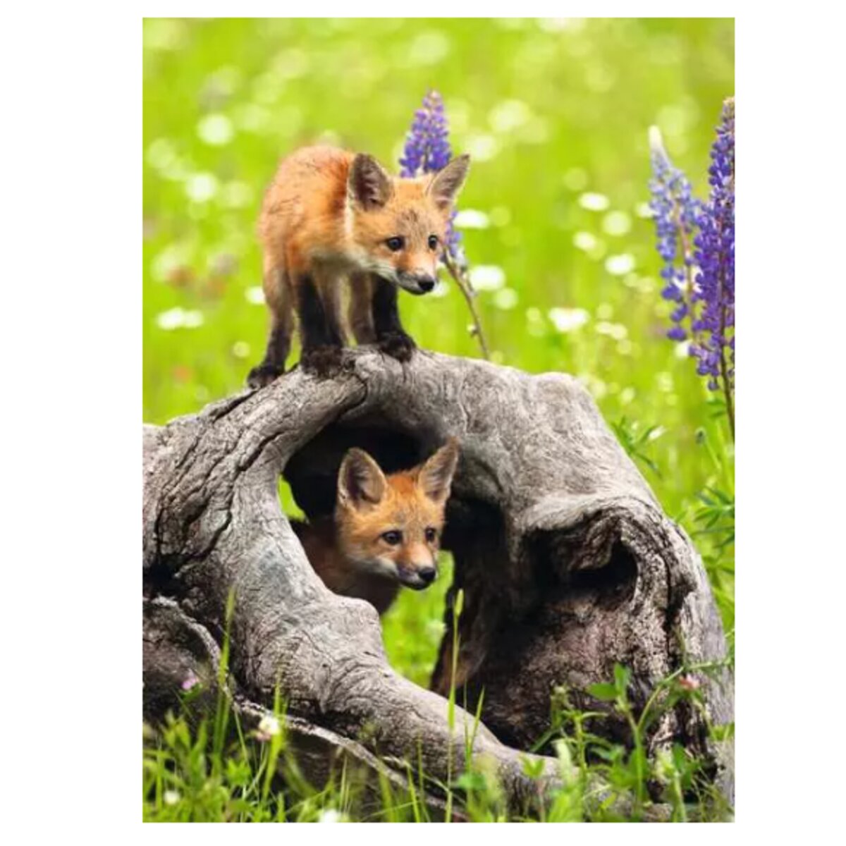 ravensburger-kinderpuzzle-freche-fuechse-300-CA6B5CD32.jpg