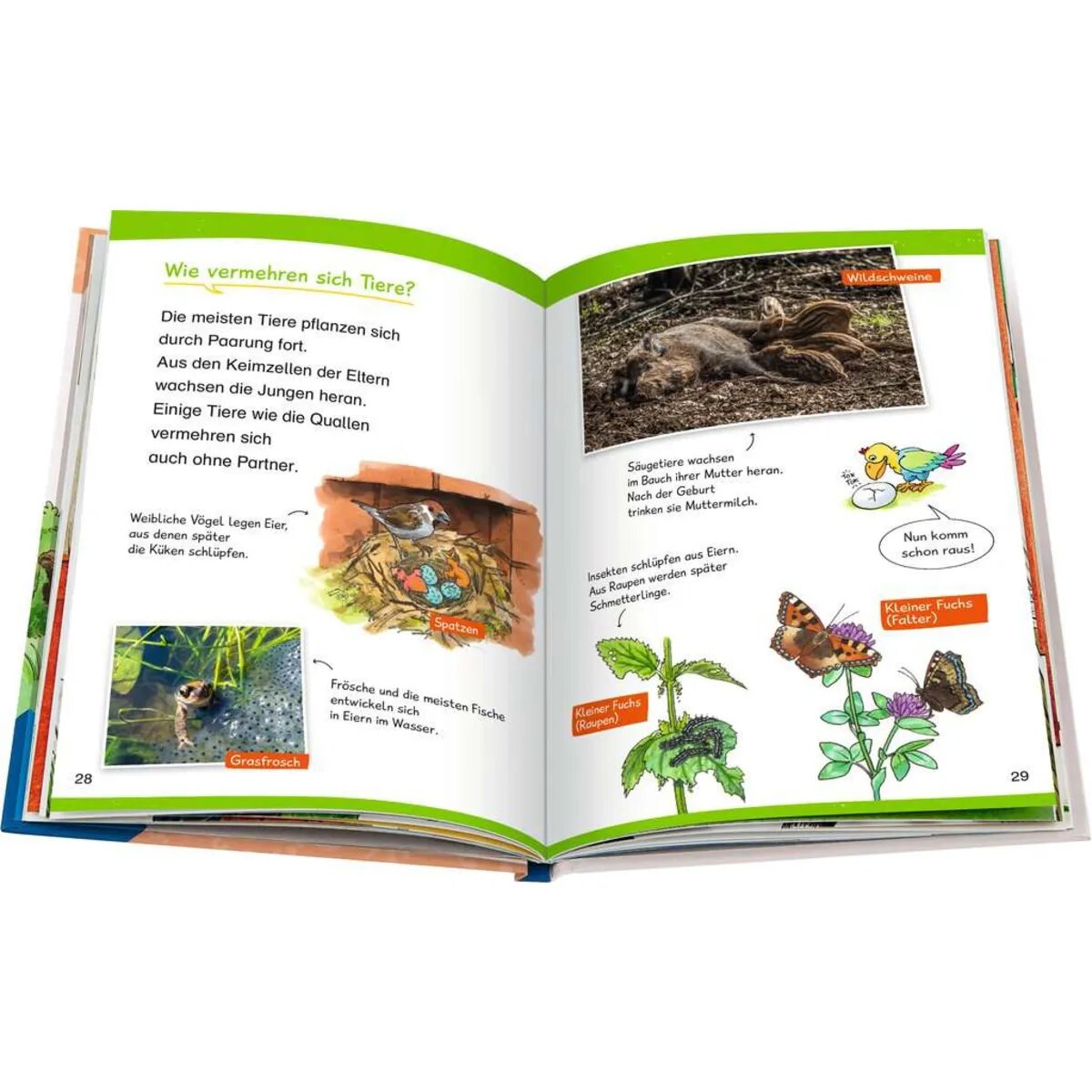 Ravensburger Wieso? Weshalb? Warum? Erstleser, Band 10: In der Natur