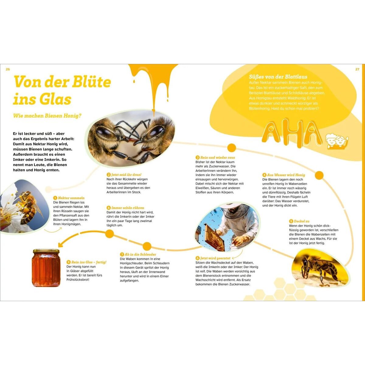 tessloff-was-ist-was-bienen-B95FCE6F5.jpg
