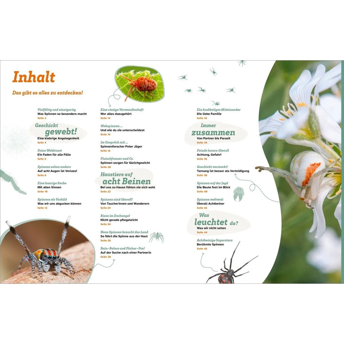 tessloff-was-ist-was-spinnen-13A949C32.jpg