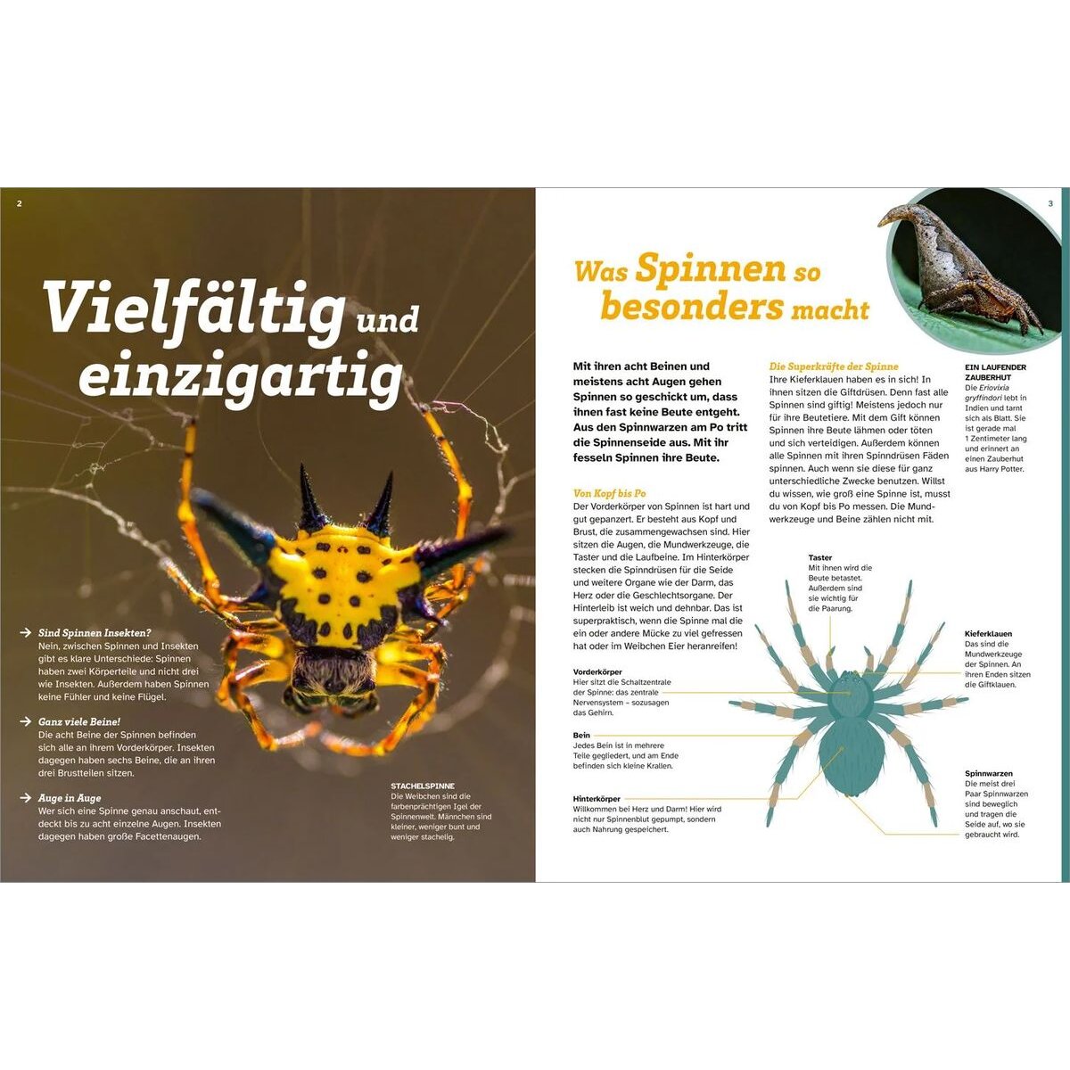 tessloff-was-ist-was-spinnen-13A949C33.jpg