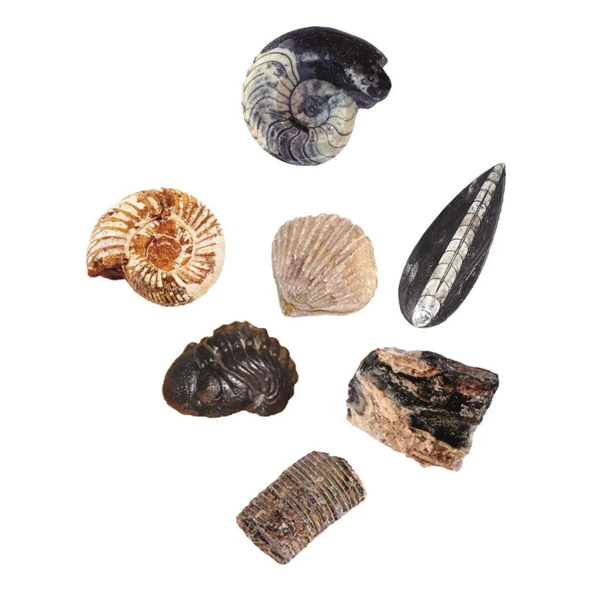 moses. Expedition Natur - Das große Fossilien-Ausgrabungs-Set