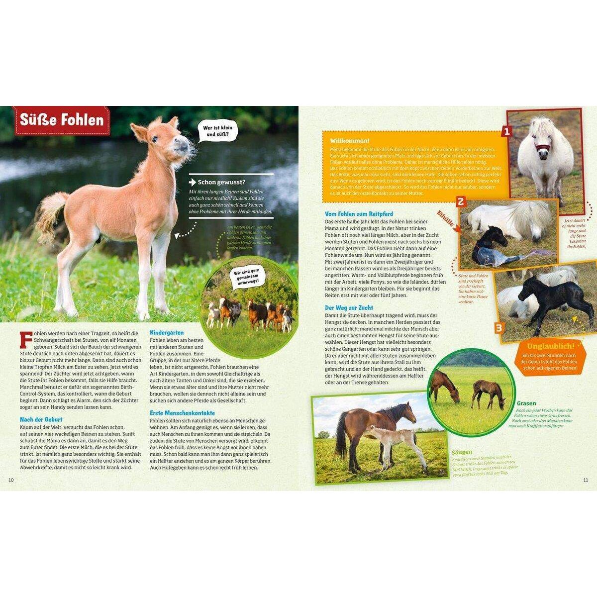 Tessloff WAS IST WAS - Pferde und Ponys