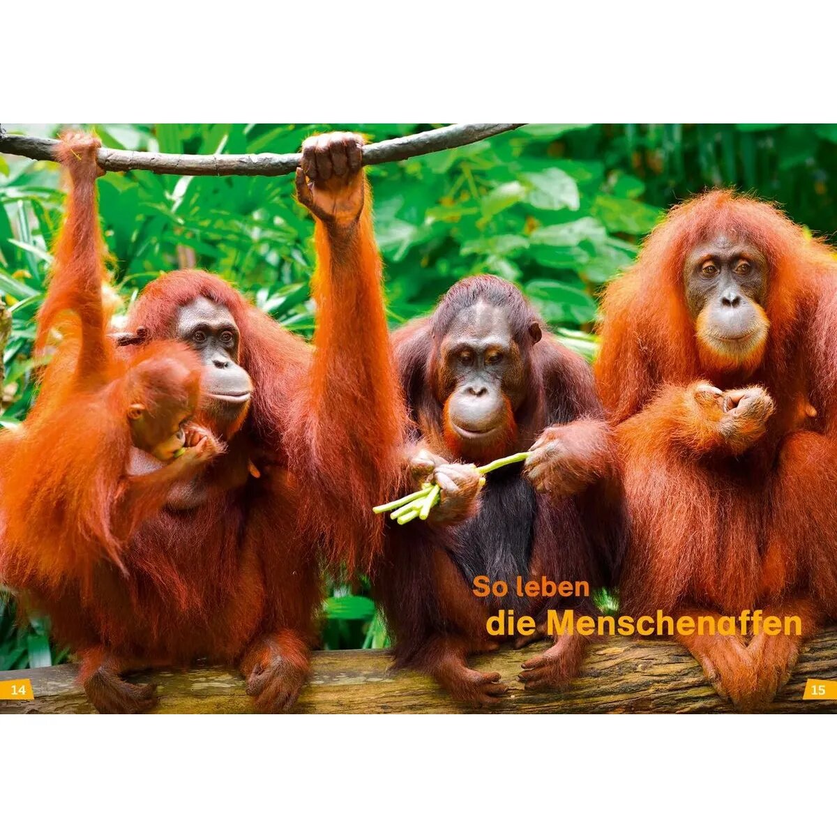 Tessloff WAS IST WAS Erstes Lesen Band 22. Menschenaffen