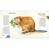 Carlsen Verlag Die Schule der magischen Tiere: Mister Morrisons gesammeltes Tierwissen