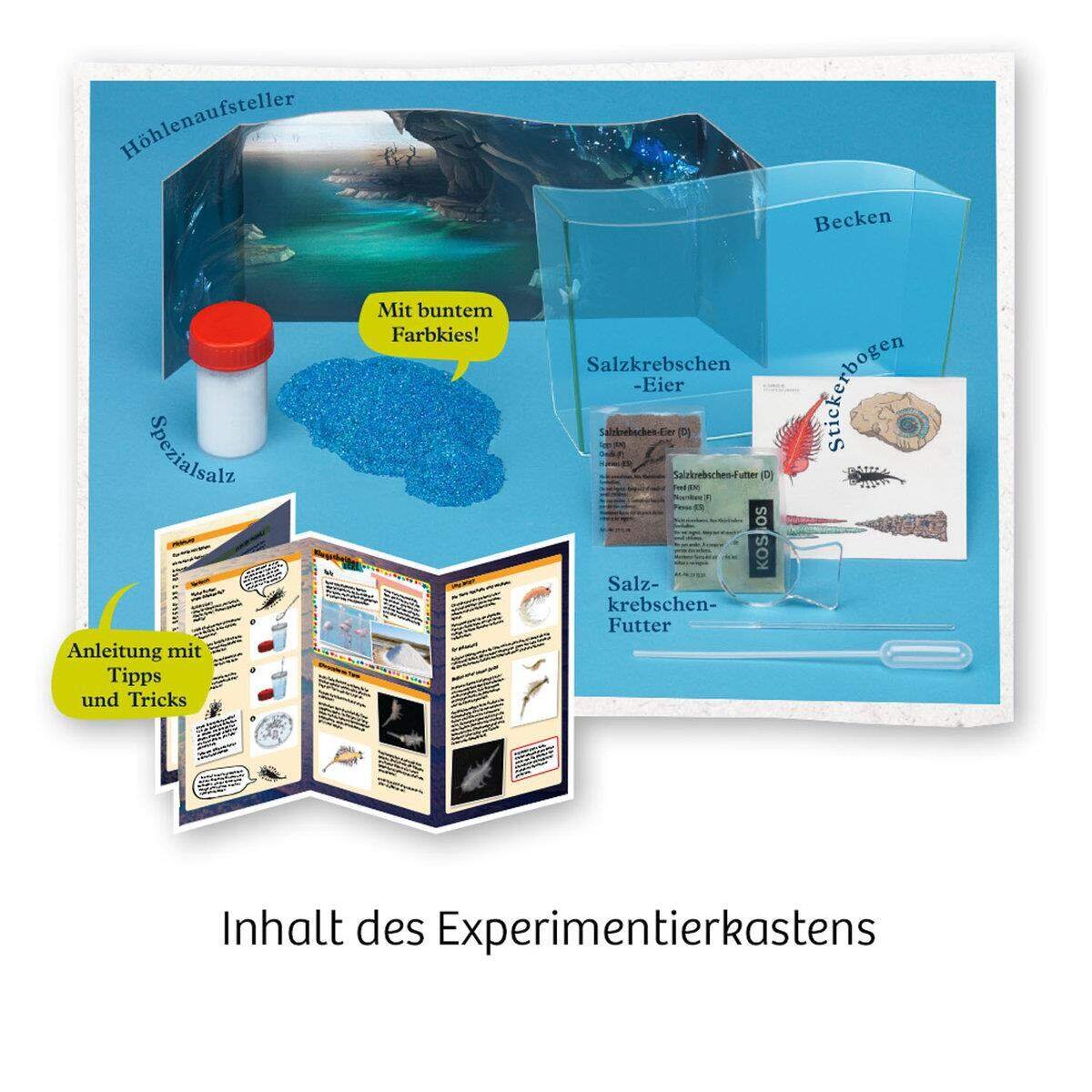 kosmos-fun-science-wuselnde-salzkrebse-E7BFFDD03.jpg
