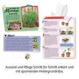 kosmos-mimosengarten-DB5239613.jpg
