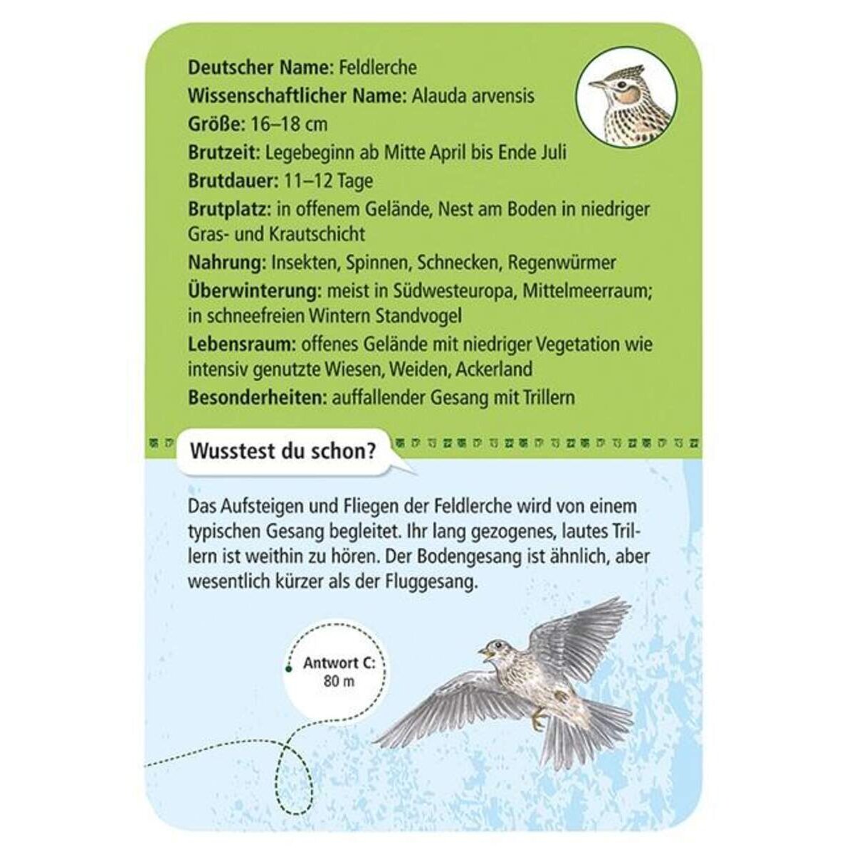 moses. Expedition Natur 50 heimische Vögel