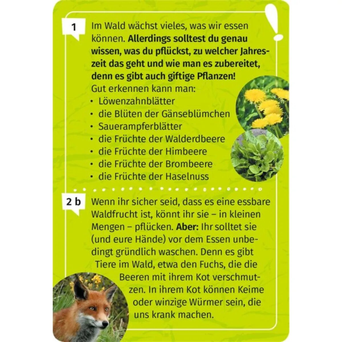 moses. Expedition Natur Mein Wald-Forscherquiz