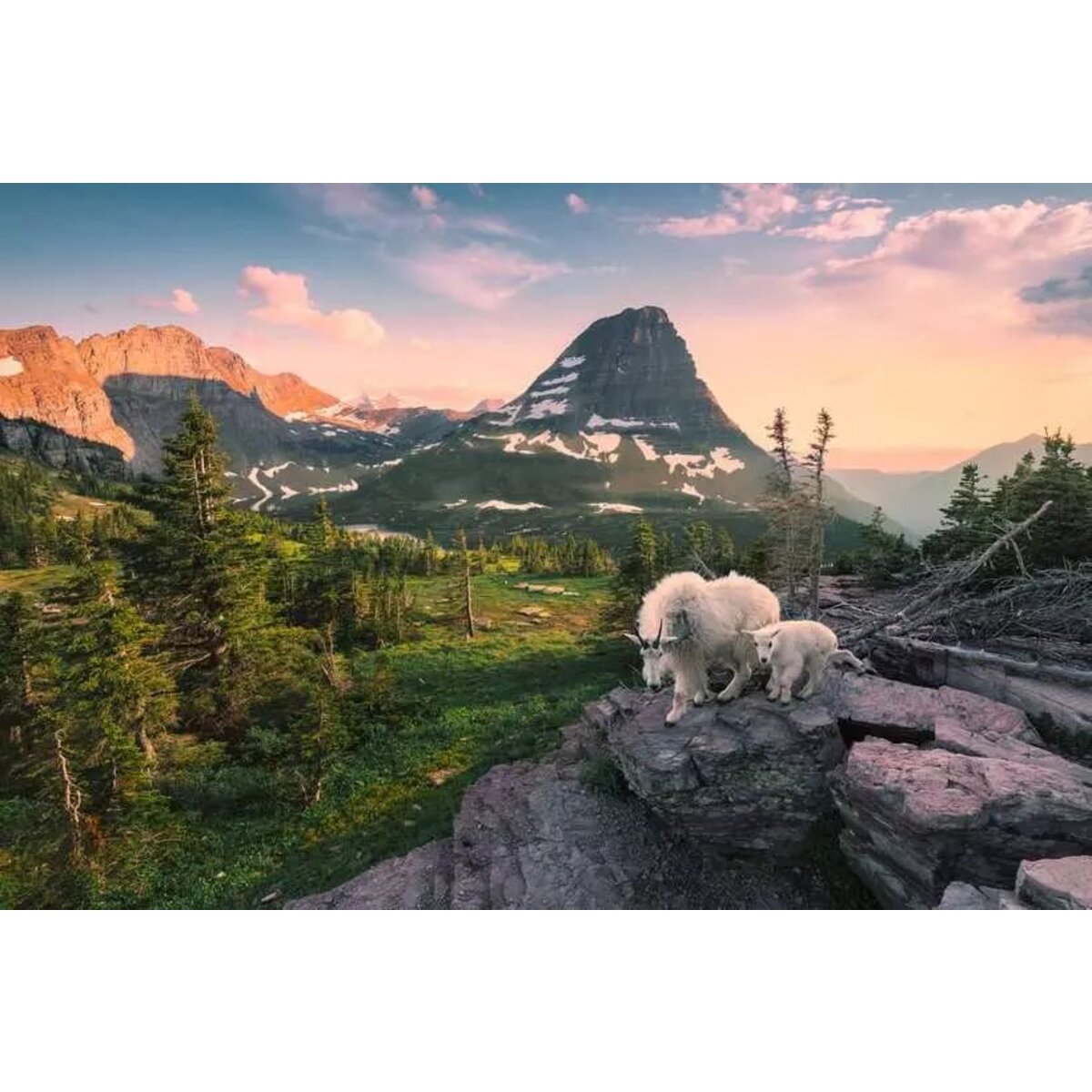 Ravensburger Puzzle - Almbock mit Baby, 3000 Teile