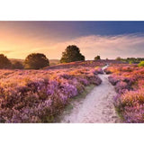 ravensburger-puzzle-traumpfad-in-rosa-EE74538C2.jpg