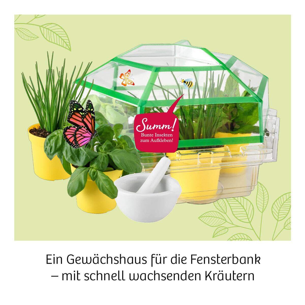 KOSMOS Kräuter-Garten Dein Gewächshaus für die Fensterbank