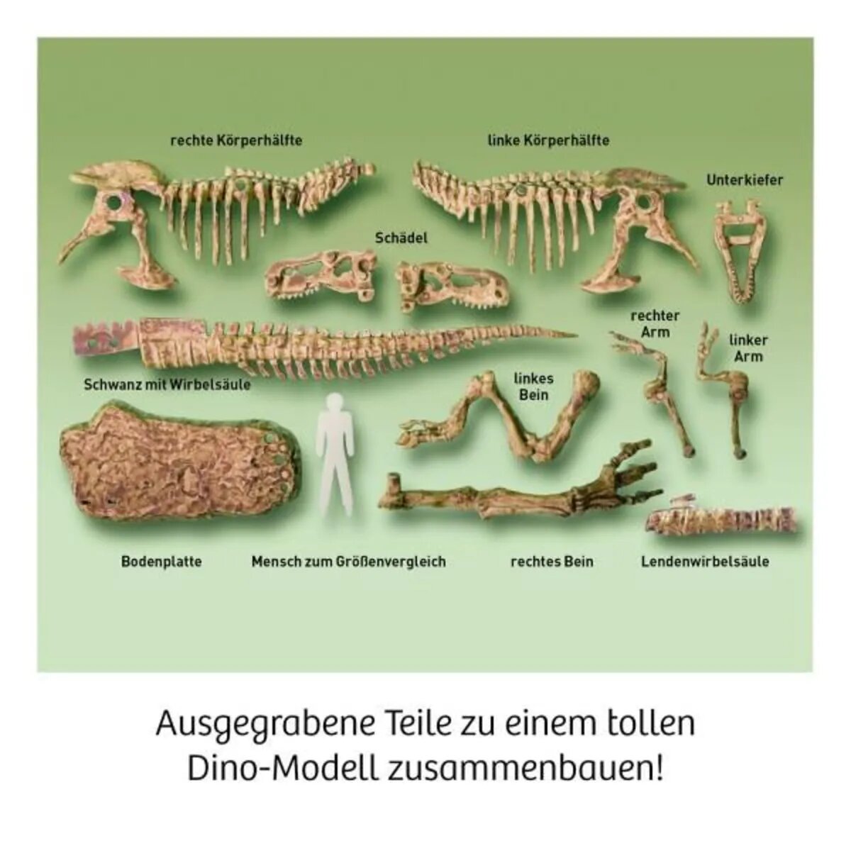 KOSMOS T-REX - 3D